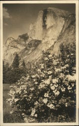 Mountain and Flowering Bush in Foreground Yosemite National Park Postcard Postcard