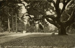 The Oaks University of California Berkeley, CA Postcard Postcard
