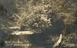 Wild Azaleas, California Redwood Park Redwoods, CA Postcard Postcard