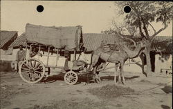 Camel Pulling Cart Postcard