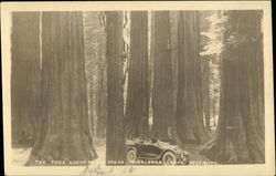 The Todd Group of Big Trees Postcard