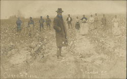 Cotton Field Postcard