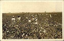 Picking Cotton in the Rio Grande Valley Postcard