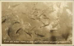 Fish as Seen Thru Glass Bottom Boat Silver Springs, FL Postcard Postcard