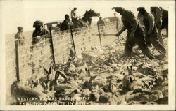 Western Kansas Rabbit Drive - Killing Rabbits in Pen Postcard