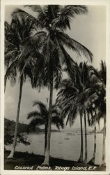 Coconut Palms Taboga Island, Panama Postcard Postcard