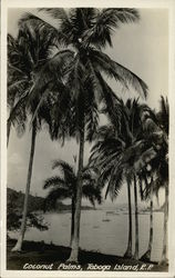 Coconut Palms Postcard