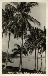 Coconut Palms Postcard