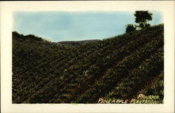 Pineapple Plantation Panama Postcard Postcard