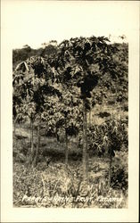 Papaya Native Fruit Panama Postcard Postcard