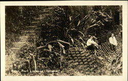Ruins, Port Lorenzo Postcard