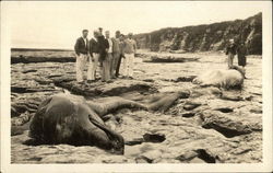 Dead Whale on Beach Postcard