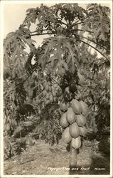 Papaya Tree and Fruit Miami, FL Postcard Postcard