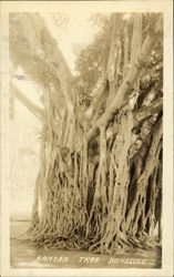 Banyan Tree Postcard