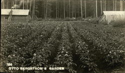 Otto Bergstrom's Garden Otto Bergstrom's Garden