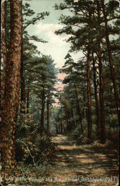 A drive through the Pines Patchogue New York