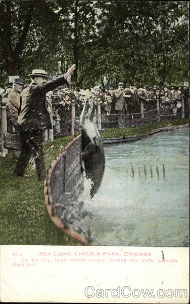 Sea Lions, Lincoln Park Chicago Illinois