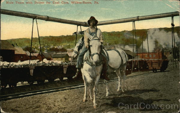 Mule Team with Driver for Coal Cars Wilkes-Barre Pennsylvania