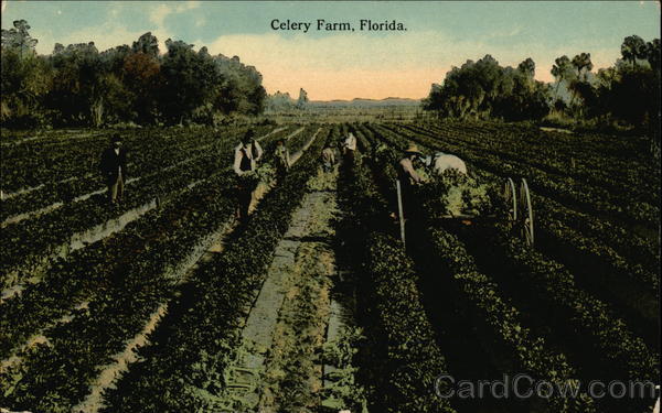 Celery Farm Florida