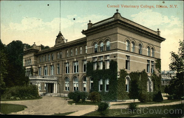 Cornell Veterinary College Ithaca New York