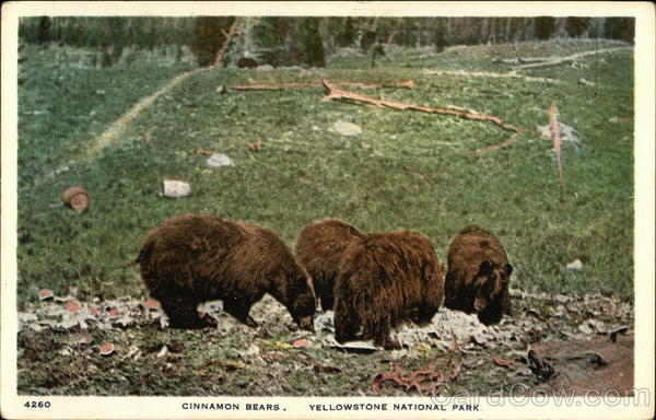 Cinnamon Bears Yellowstone National Park Wyoming