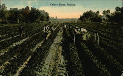 Celery Farm Florida Postcard 