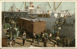 Unloading Bananas From Steamer Postcard