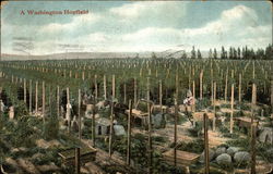 A Washington Hop Field Postcard