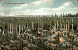 A Washington Hop Field Postcard Postcard