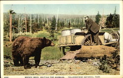 Brown Bear, Waiting for Garbage Postcard