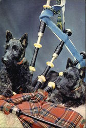 Scotties and Bagpipes Scottish Terriers