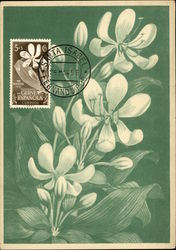 Crynum Geganteum Postcard