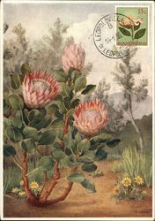 Medici Wild Flowers Series Maximum Cards Postcard Postcard