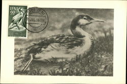 Fauna Africana Cormoran Maximum Cards Postcard Postcard