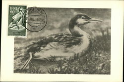 Fauna Africana Cormoran Postcard