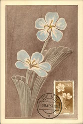Limoniastrum Ifniensis Postcard