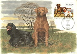 Chesapeake Bay Retriever and American Cocker Spaniel Postcard