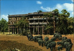 Elephants at "Treetops" Postcard
