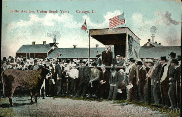 Cattle Auction, Union Stock Yards Chicago Illinois