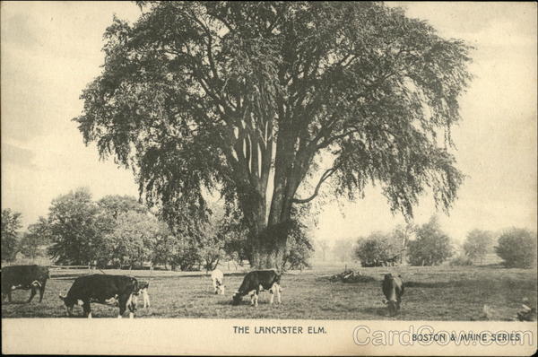 The Lancaster Elm Massachusetts