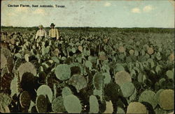 Cactus Farm San Antonio, TX Postcard Postcard