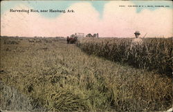 Harvesting Rice Hamburg, AR Postcard Postcard