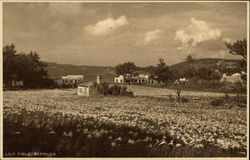 Lily Field Postcard
