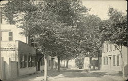 Tree-Lined Street Postcard
