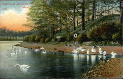 Swans at Jamaica Pond Boston, MA Postcard Postcard