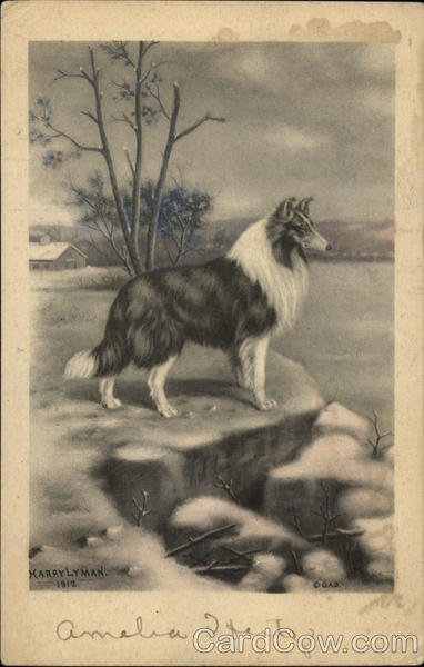 Collie Dogs