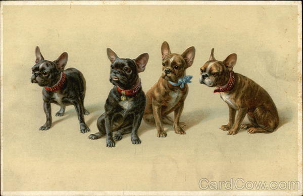 Four Bulldogs or Terriers