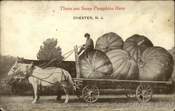 There are Some Pumpkins Here, Chester, N.J Exaggeration