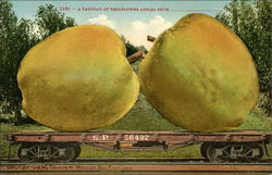 A Carload of Bellflower Apples From _______ Postcard