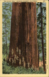 Boy Scout Tree Redwood Highway, CA Postcard Postcard